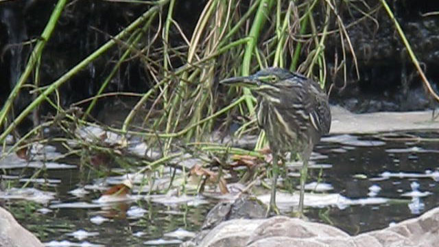 �f�W�X�R����