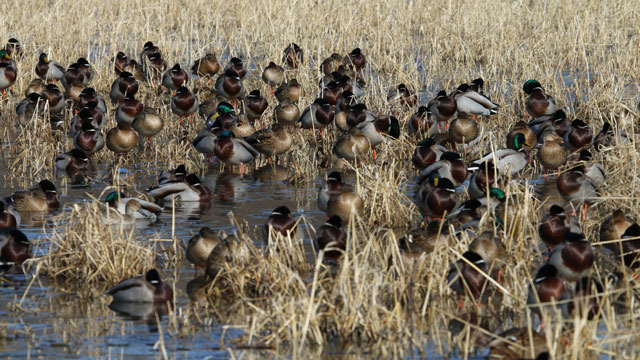 �����̈ꖇ