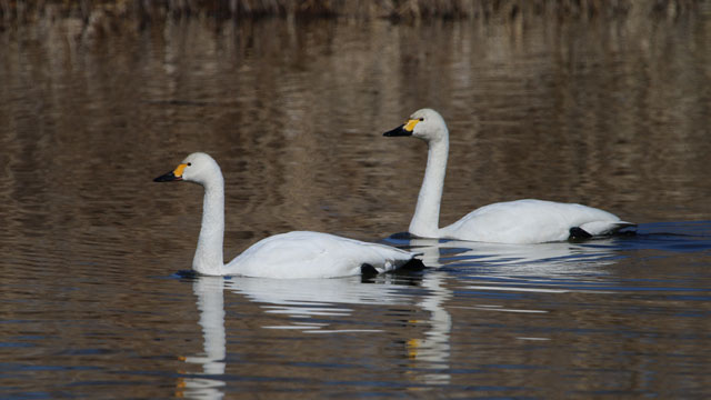 �����̈ꖇ