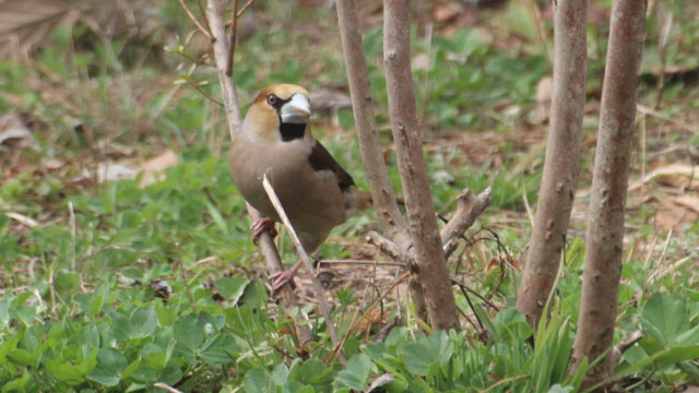 �����̈ꖇ