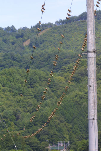 NȟQ