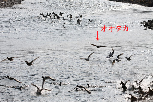 オオタカ襲来