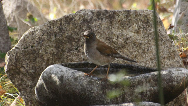 �V���n��