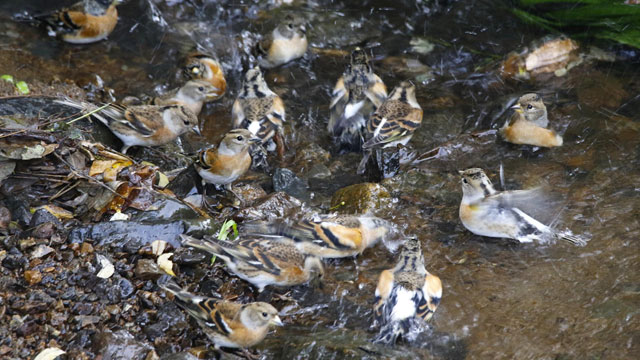 �g�s�b�N�X