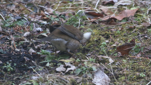 �g�s�b�N�X