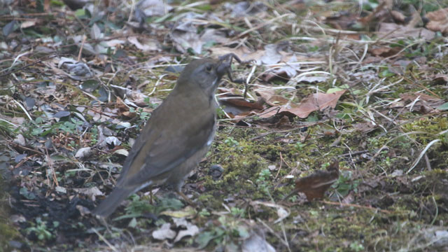 �V���n��