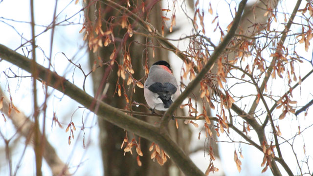 �g�s�b�N�X