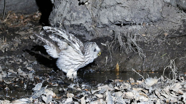 �g�s�b�N�X